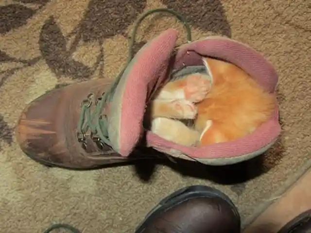 Puss in Boots