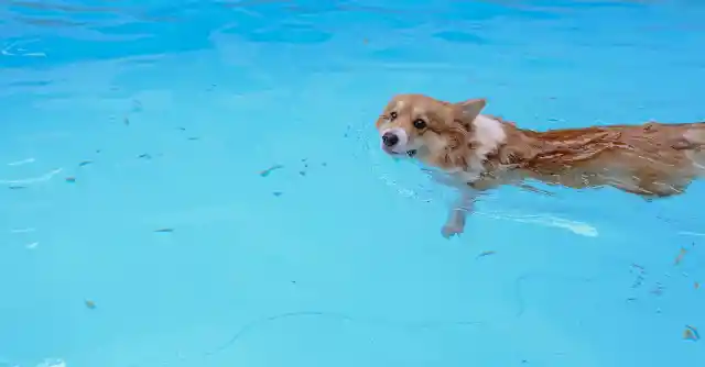 Dog Keeps Jumping Into Neighbor's Pool Until Dad Follows Him And Sees Why