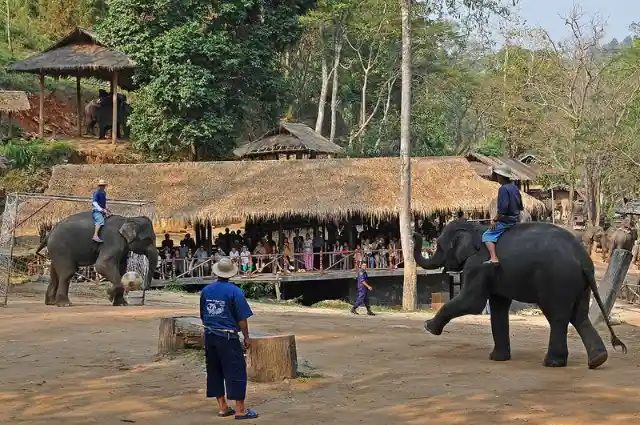 Elephant Soccer