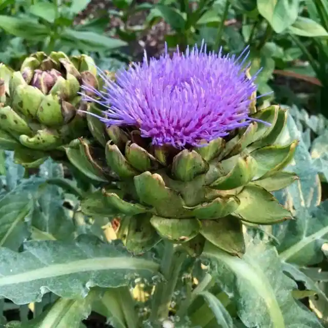 Artichokes Have Stunning Flowers