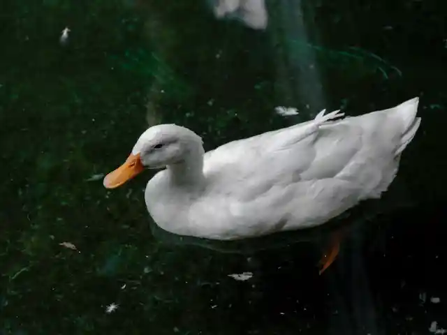 Staff Reviews Footage After Ducks’ Daily Supermarket Visits and Finds an Unexpected Surprise