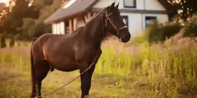 My Husband Sold My Horse While I Was Away – When I Overheard the Real Reason, I Went to War with Him