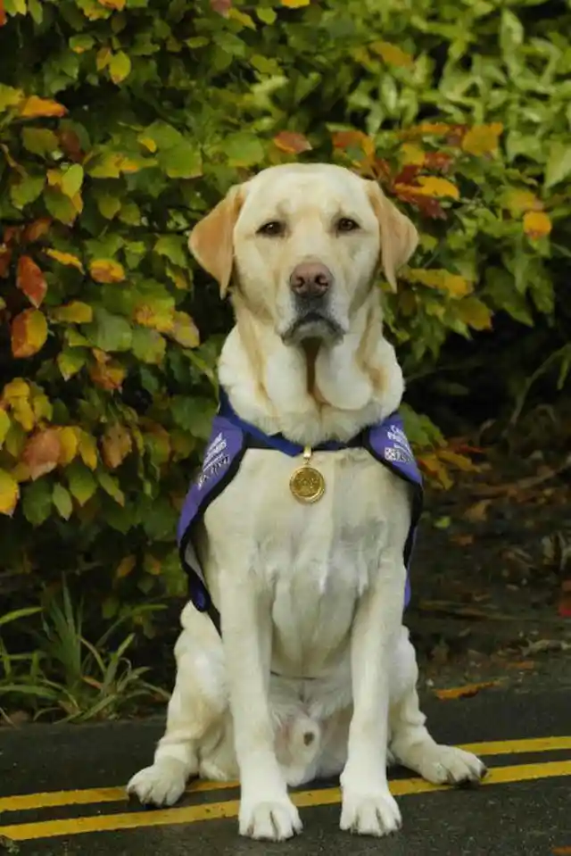 Saving His Owner’s Life