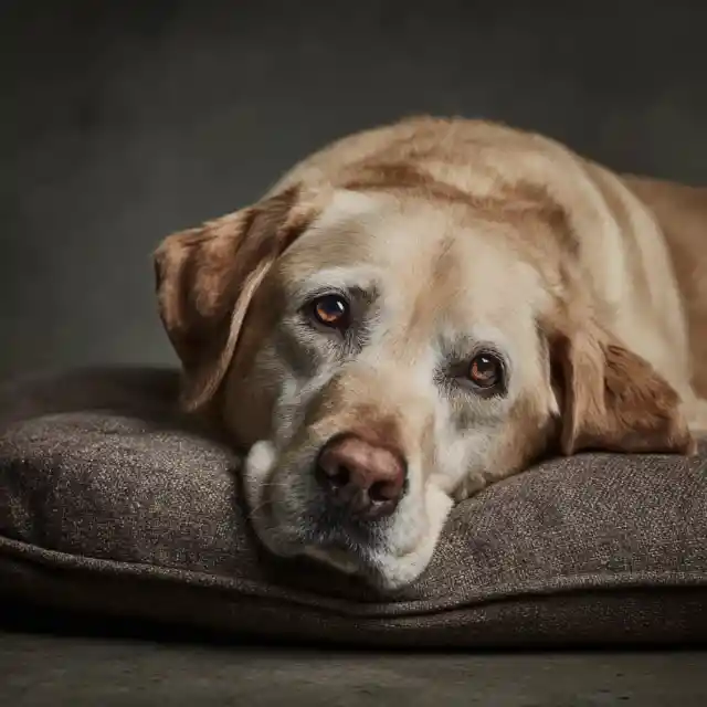 My Grandma Left $100,000 to My Greedy Cousin – All I Got Was Her Old Dog, Which Turned Out to Be Hiding a Secret