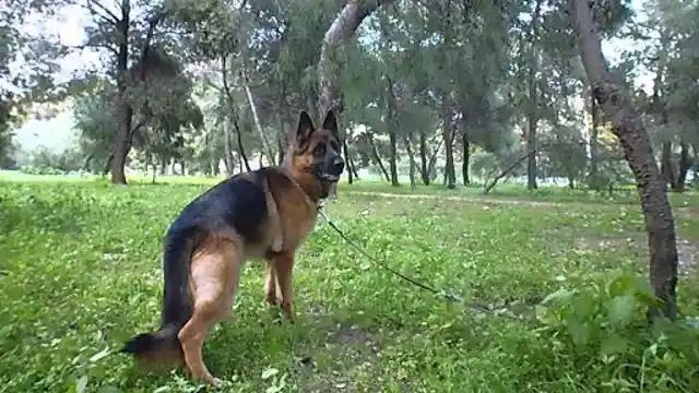 All Bark And No Bite: Former Police Dog Smells Something Off About Tree