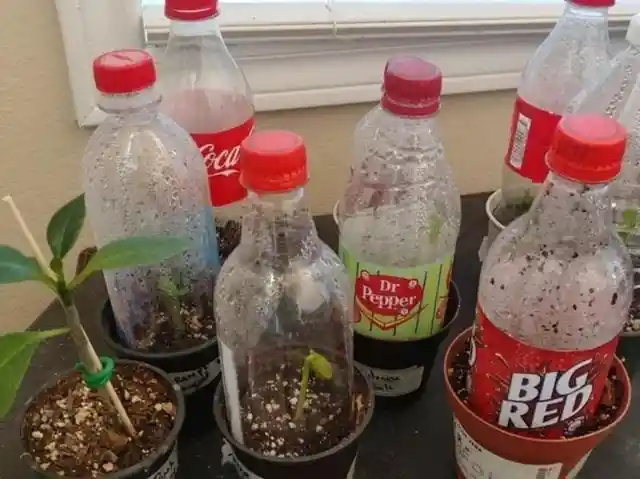 Plastic Bottles for Your Greenhouse