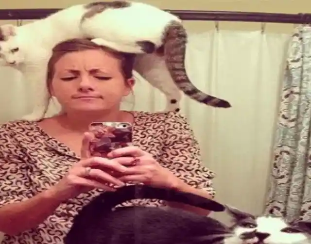 Cat Climbing Frame 