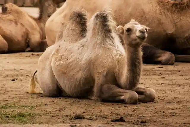 Desert Camels Store Water in Their Humps