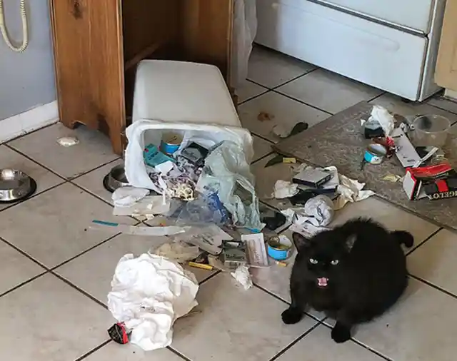 One Man's Trash, Another Cat's Treasure