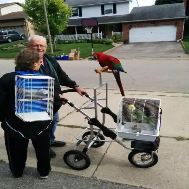 Taking Your Parrots on a Walk