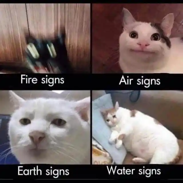 Cat memes