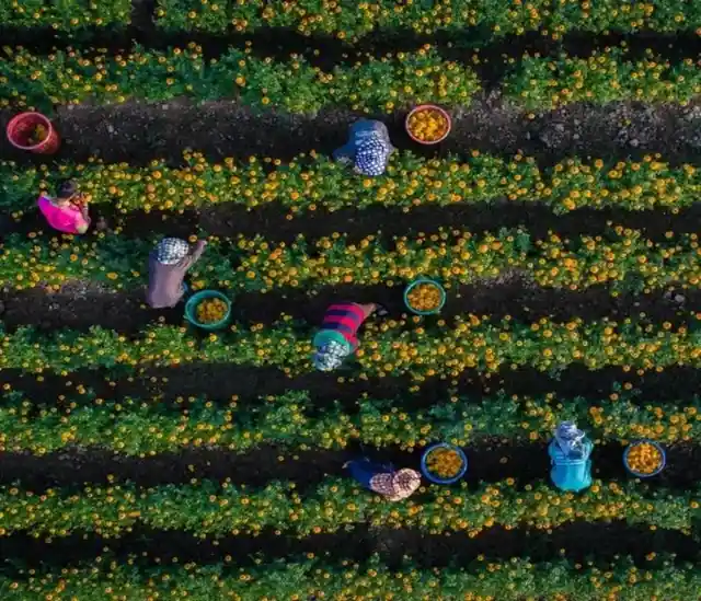 In a Marigold Field