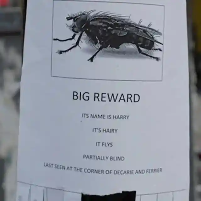 A Fly Flyer