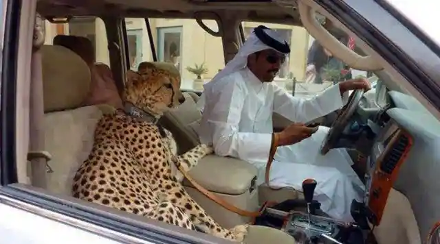 Cheetah Riding Shotgun