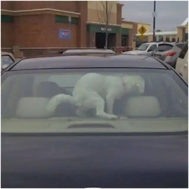 Don’t Leave Your Dog in the Car