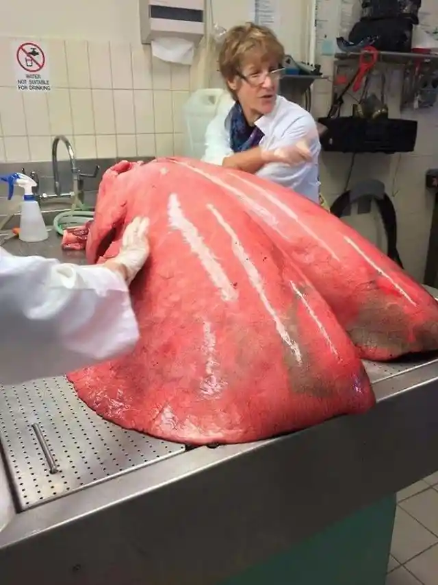 Fully Inflated Horse Lungs