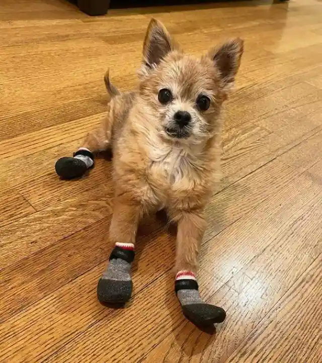 Yorkie Pom (Yorkshire Terrier + Pomeranian)