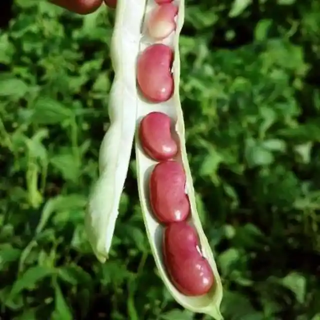 Kidney Beans