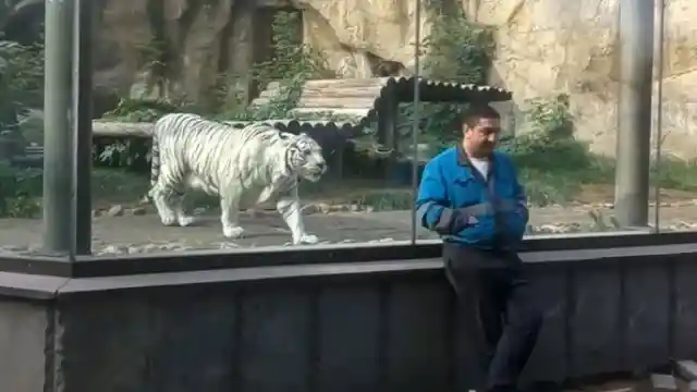 White Tiger Reunites With Caretaker After 5 Years But Nobody Expected This Reaction