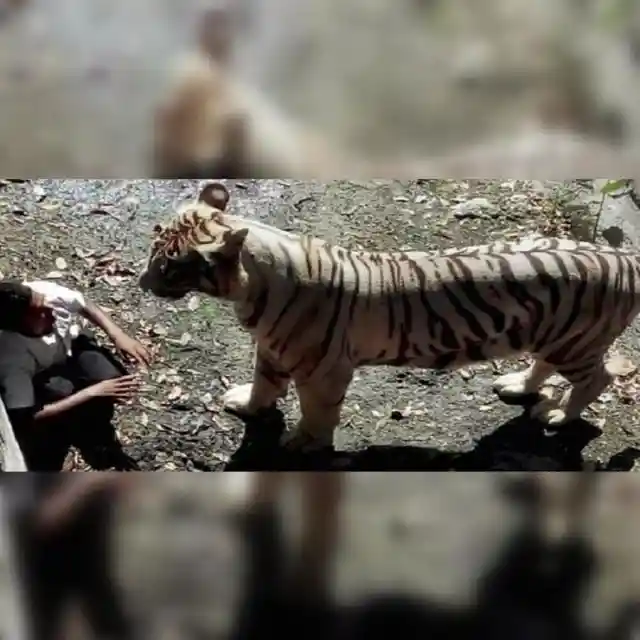 That one encounter with a tiger