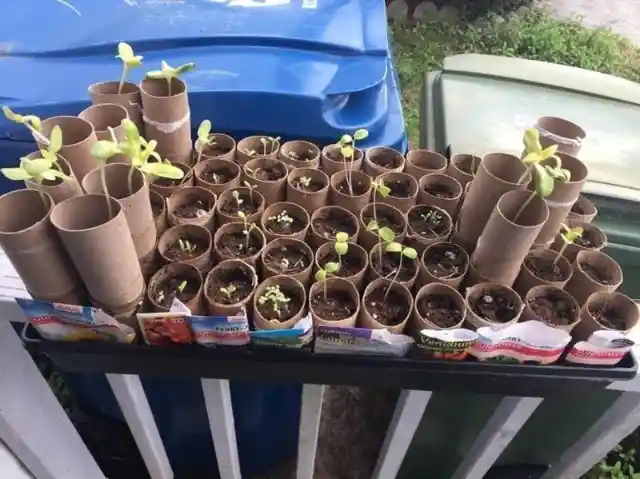 Use Toilet Paper Tubes for Seedlings