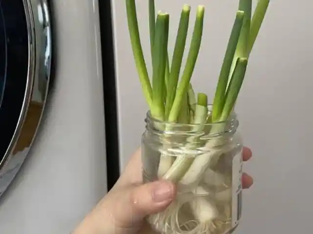 Grow Onions Indoors