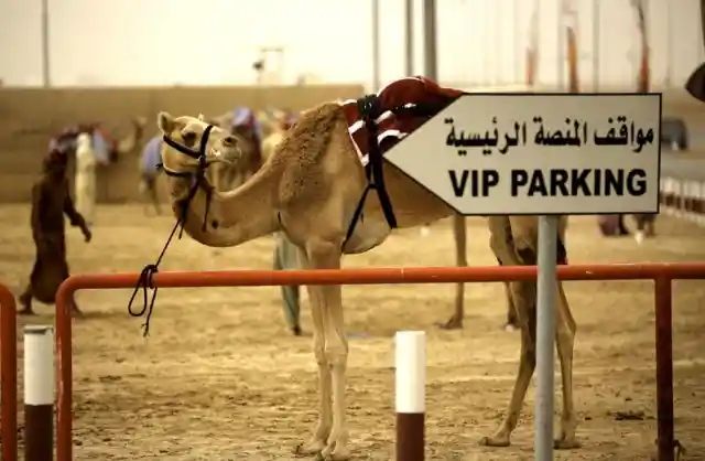 VIP Parking Only