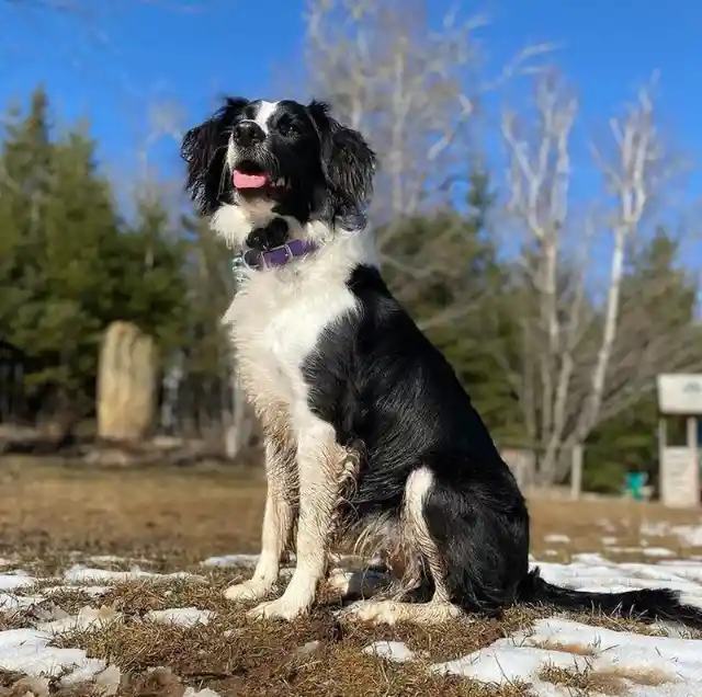 Sprollie (Border Collie + Springer Spaniel)