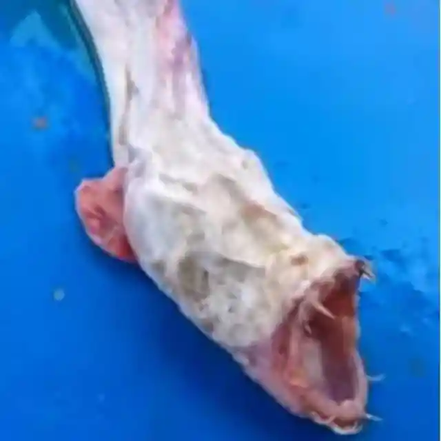 Frightening Fish