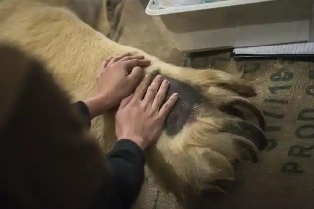 A Polar Bear Paw