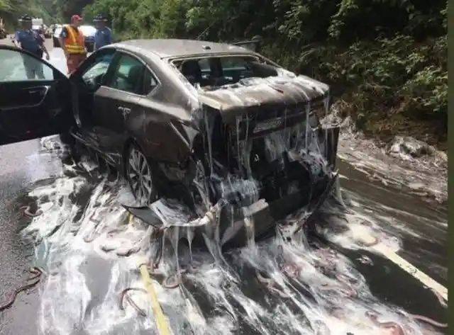 Car Covered by Slimy Creatures