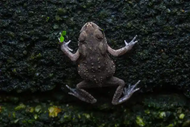 Touching Toads Will Give You Warts