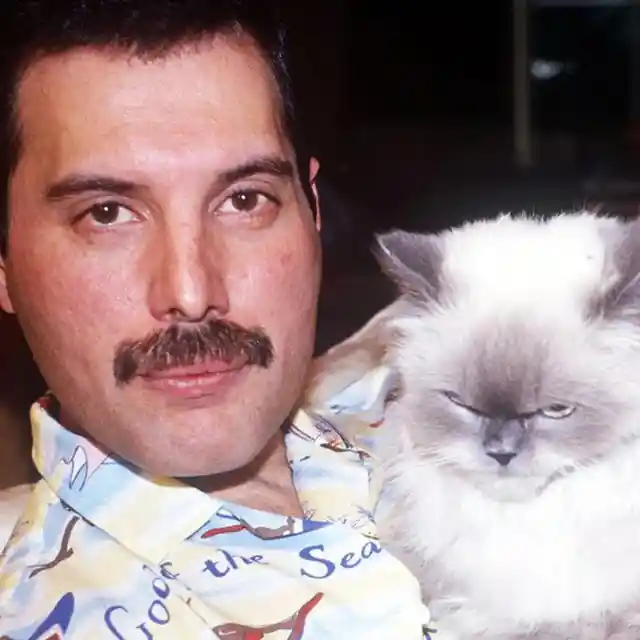 Freddie and His Cats