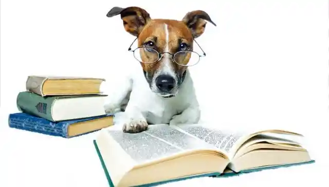 Think Your Dog Is Smarter Than the Average Pup? Here’s How to Find Out