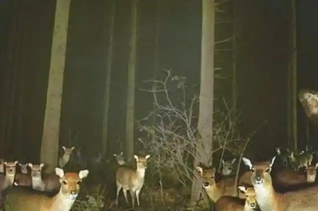 Oh Deer