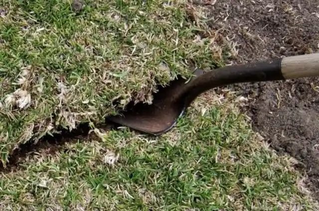 The First Dig