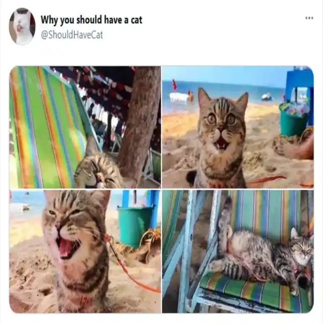 Cats are beach lovers