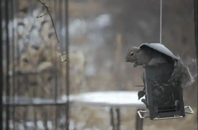 Protecting bird feeders from squirrel