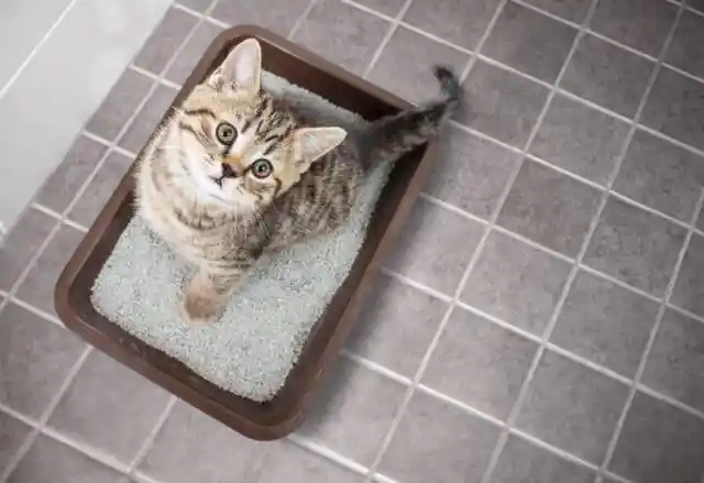 Buy A Litter Box Per Cat, Plus One