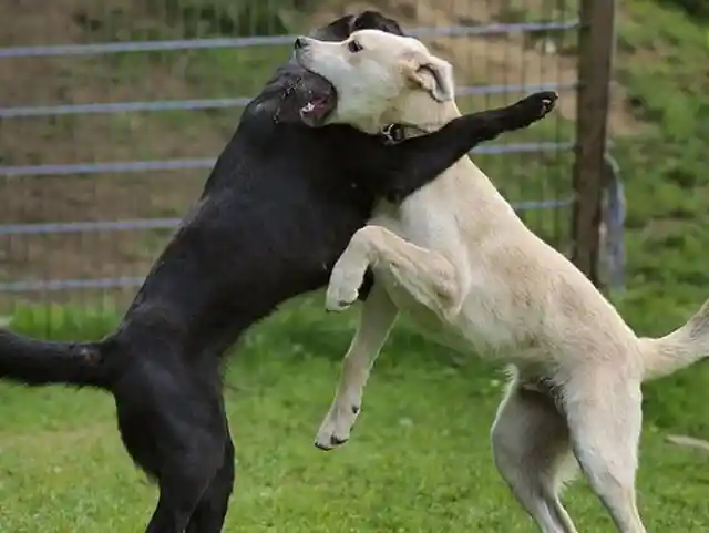 The Attack Dogs Of Michigan