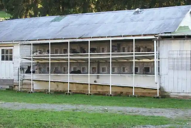 1 In 5 American Puppy Mills Are Amish