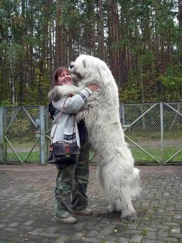 One Big, Furry Hug