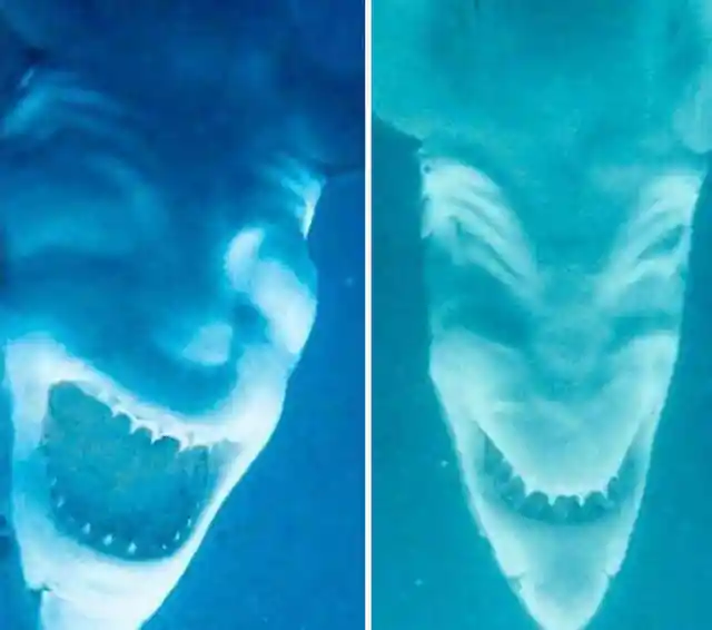 Shark's Face