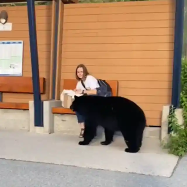 Woman Trails Bear into the Woods After It Surprises Her at a Bus Stop.