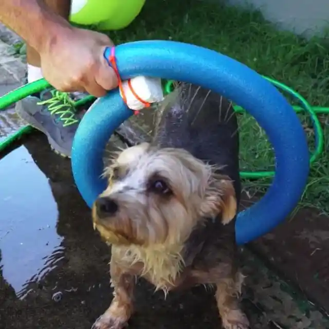 Modern Pet Shower