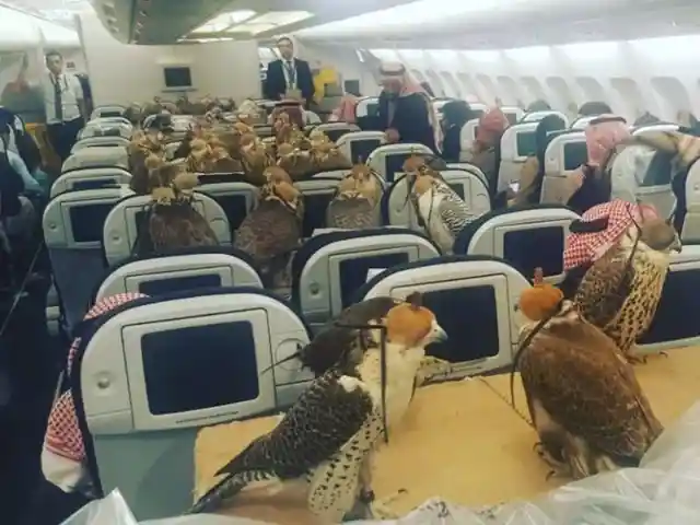 Los pájaros alzan el vuelo