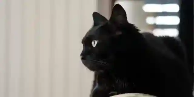 My Mom's Cat Vanished After Her Funeral – on Christmas Eve, He Returned and Led Me Somewhere I Never Expected