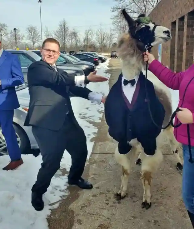 Brother Brings Llama to Sister's Wedding, Gets Reaction You Would Expect