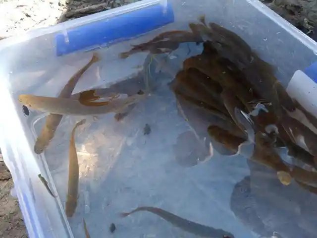 Unwanted Fish