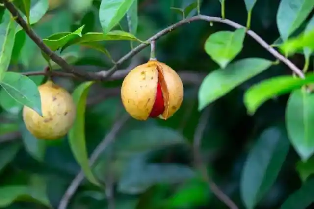 Nutmeg on the Tree